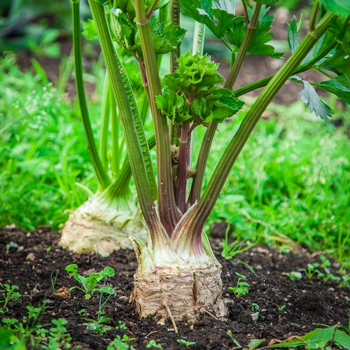 Celeriac Giant Prague